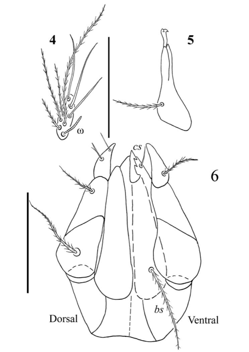 Two new larval species of Birjandtrombella (Neotrombidiidae) from