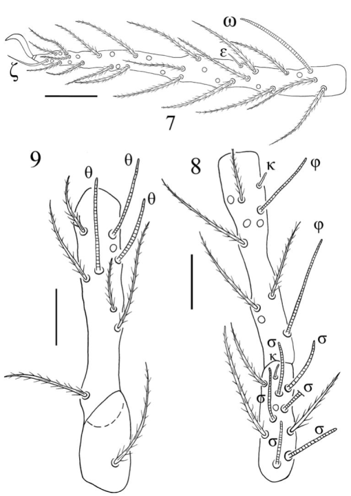 Two new larval species of Birjandtrombella (Neotrombidiidae) from