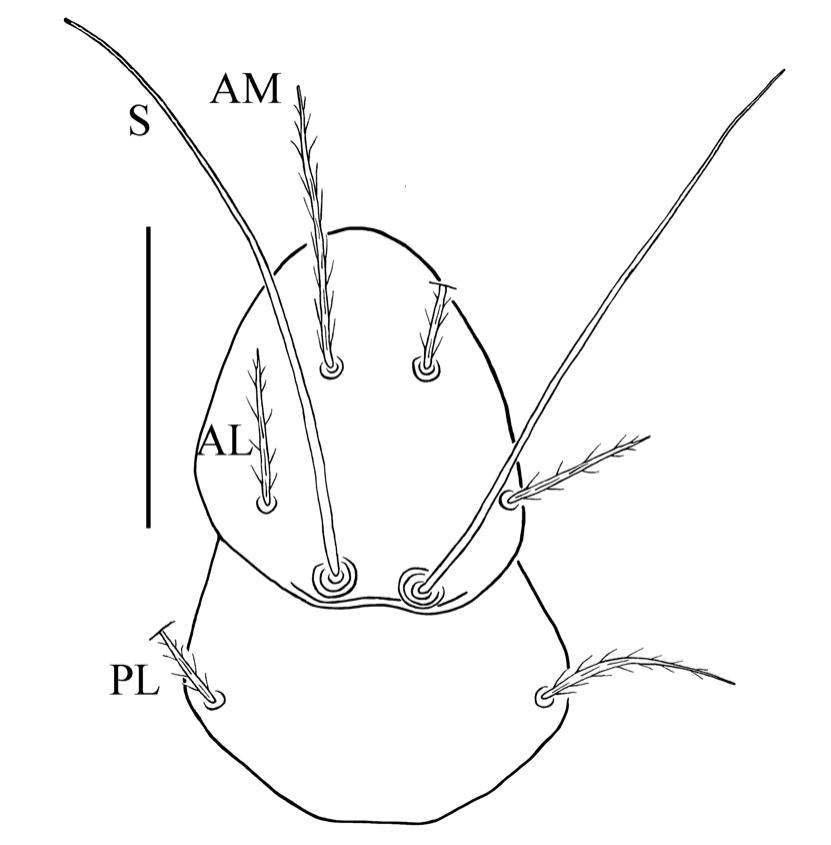 Two new larval species of Birjandtrombella (Neotrombidiidae) from