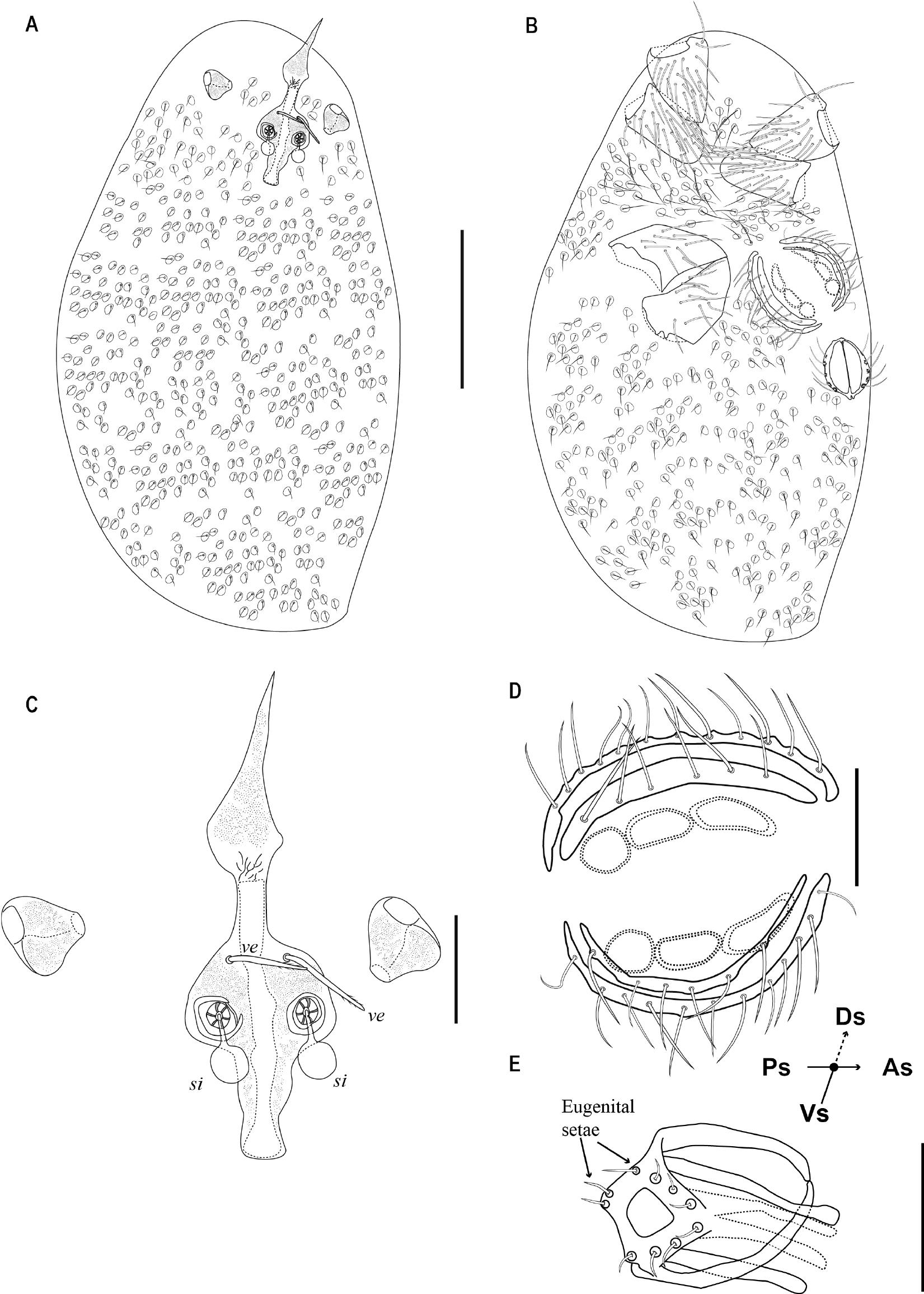 Two new species of Brazilian Johnstonianidae (Trombidiformes ...