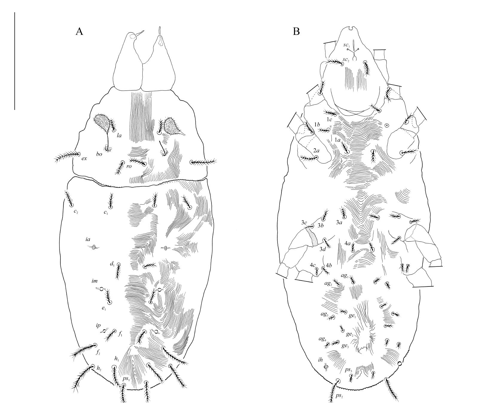 New Subgenus And Species Of Tydaeolinae Acariformes Prostigmata Tydeoidea From Germany