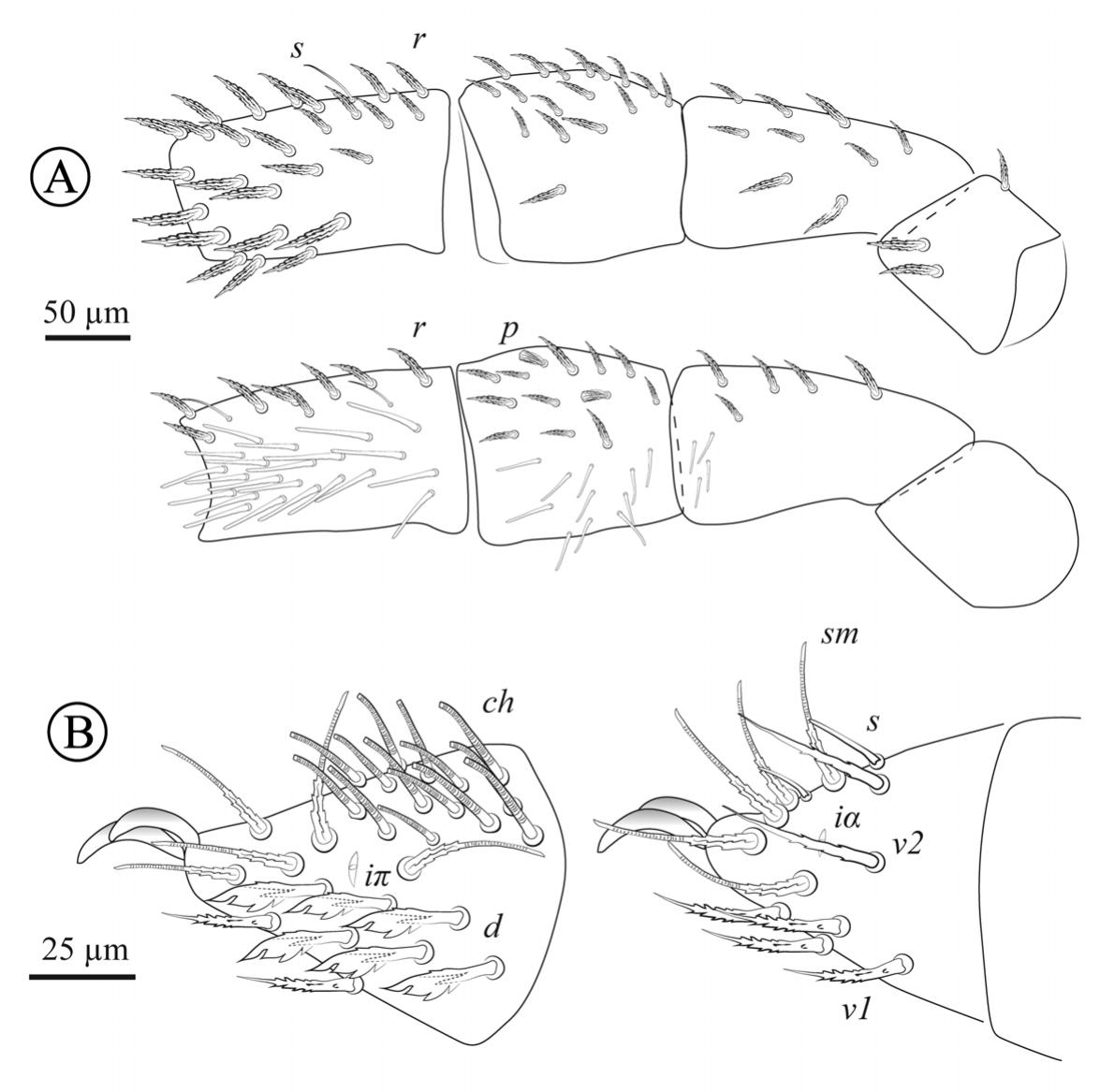 A new species of cave-dwelling Neocarus (Opilioacaridae) from