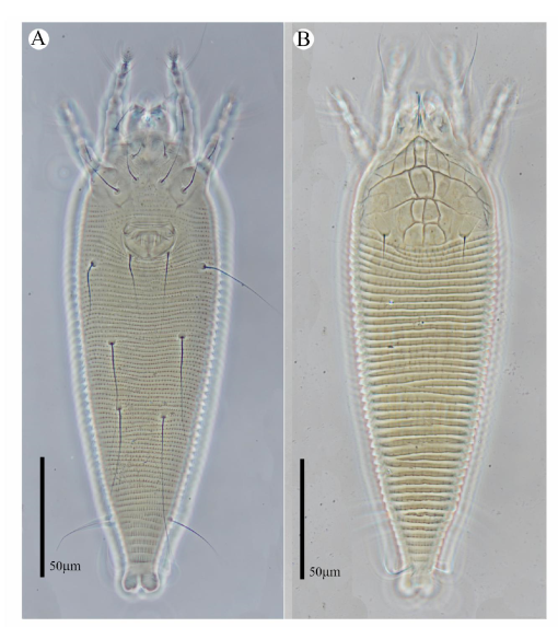 Description of four new species, two new records, and 