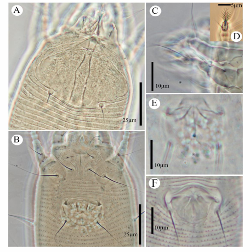 Description of four new species, two new records, and 