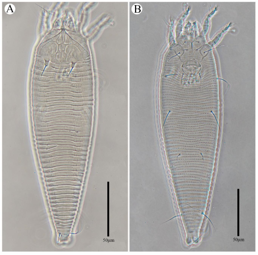 Description of four new species, two new records, and 