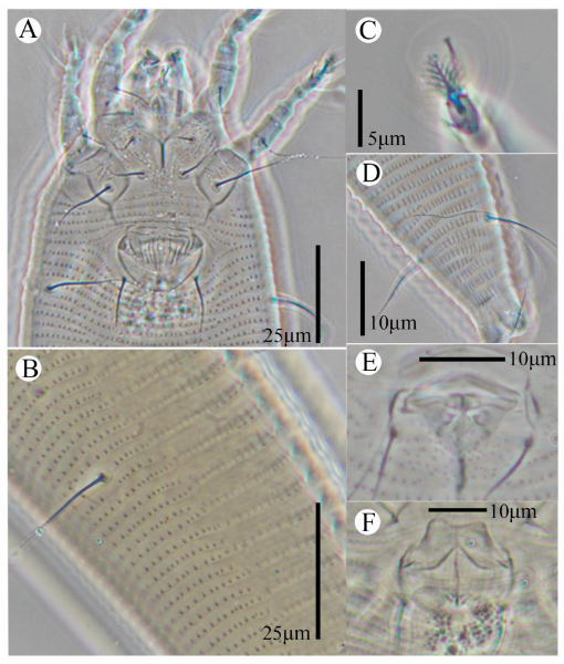 Description of four new species, two new records, and 