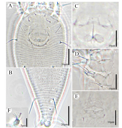 Description of four new species, two new records, and 