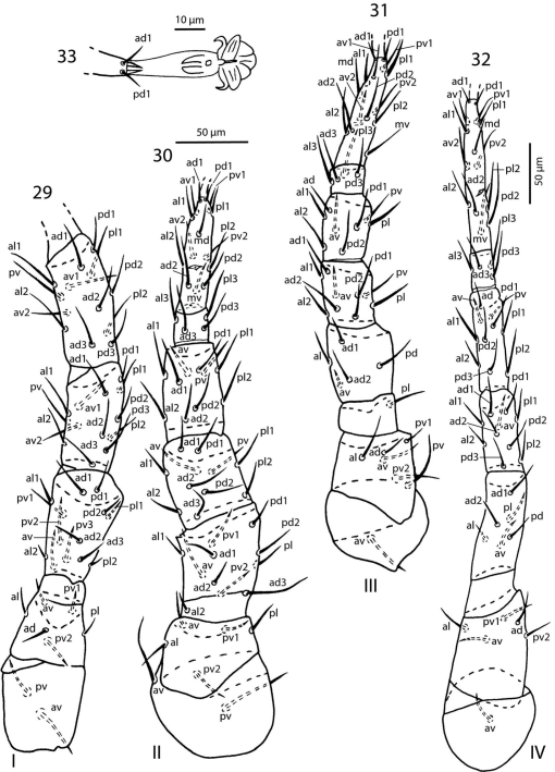 Review of the family Laelapidae (Acari, Mesostigmata) in Egypt