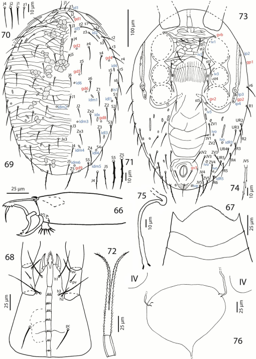 Review of the family Laelapidae (Acari, Mesostigmata) in Egypt