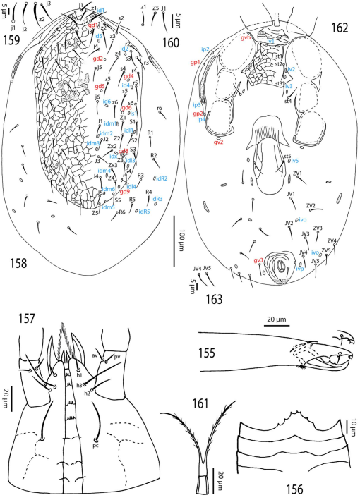 Review of the family Laelapidae (Acari, Mesostigmata) in Egypt