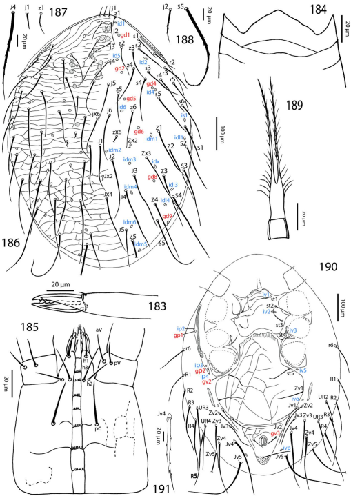 Review of the family Laelapidae (Acari, Mesostigmata) in Egypt