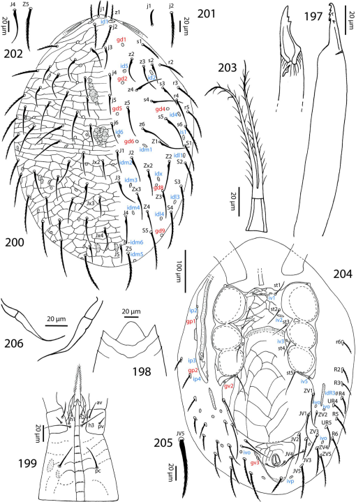 Review of the family Laelapidae (Acari, Mesostigmata) in Egypt