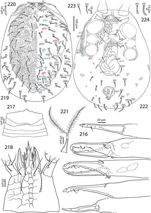 Review of the family Laelapidae (Acari, Mesostigmata) in Egypt