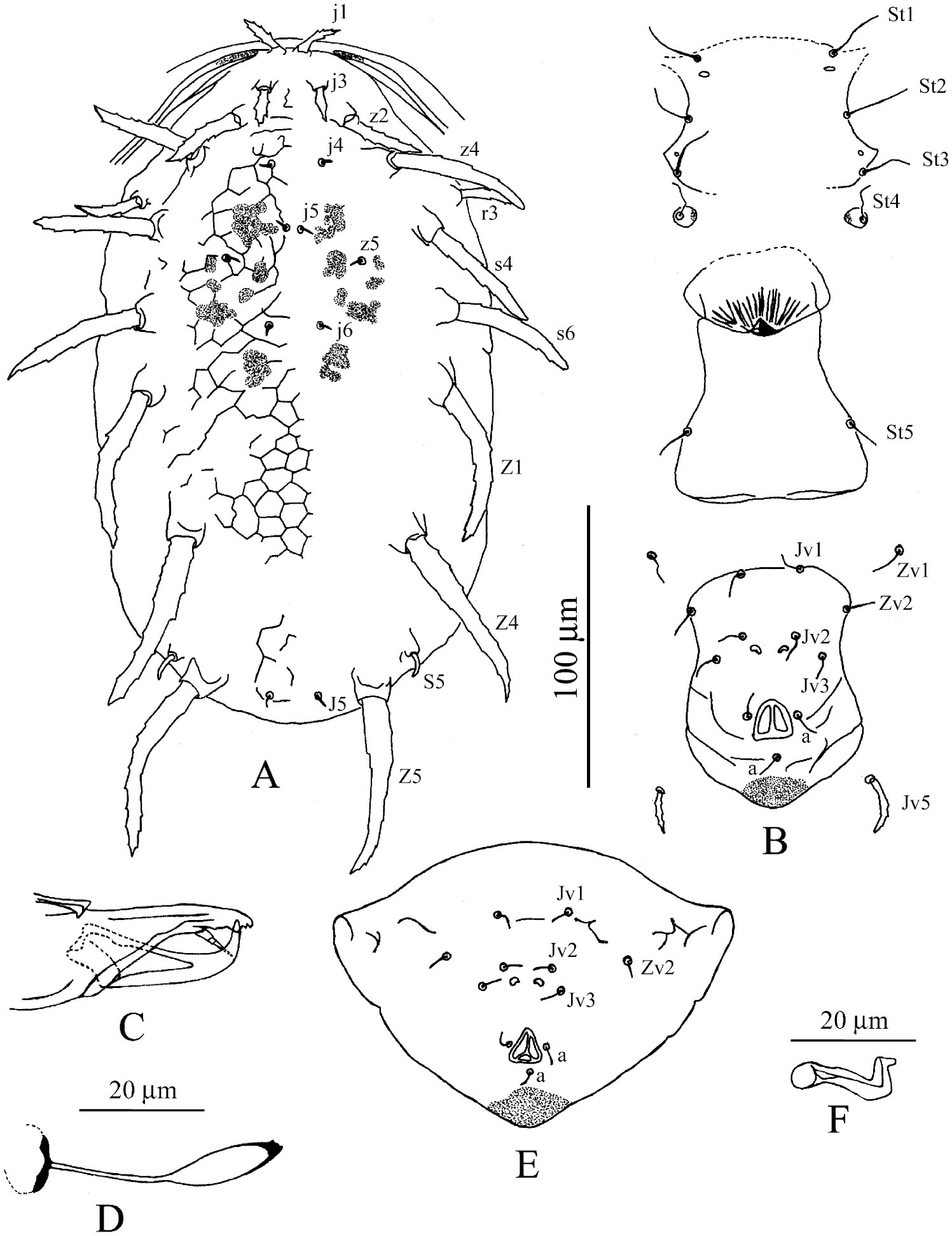 Two new species of phytoseiid mites (Acari: Phytoseiidae) from the ...