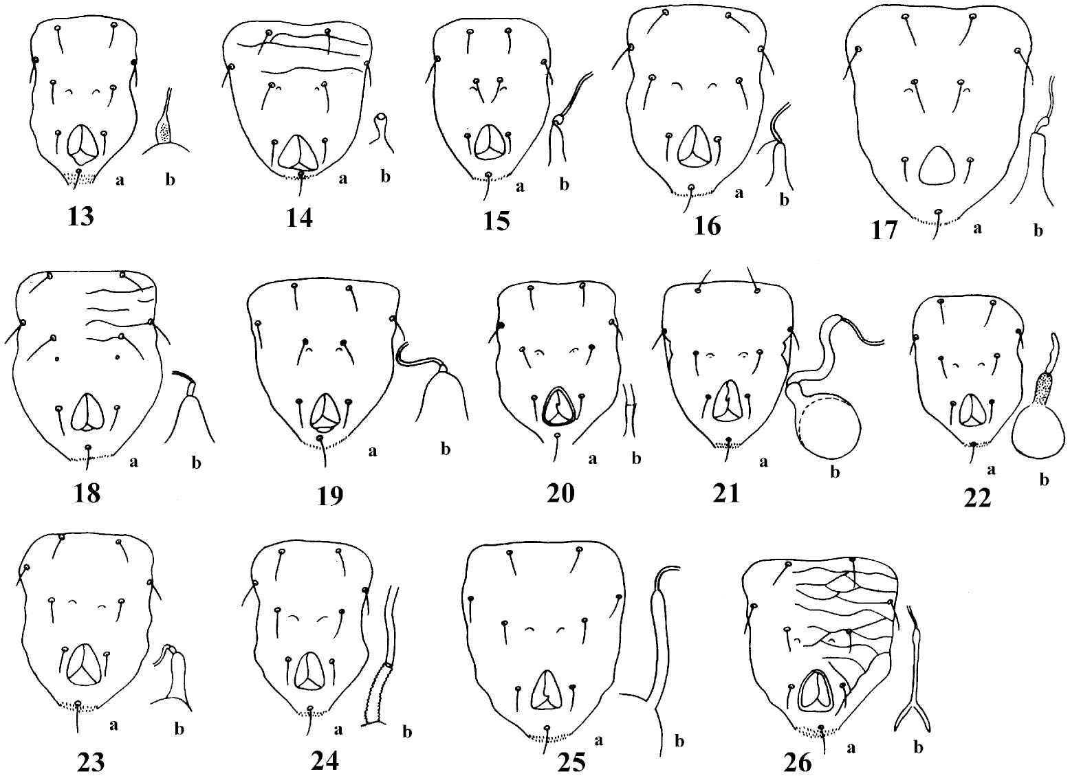 The obtusus species group of the genus Amblyseius (Acari: Phytoseiidae ...