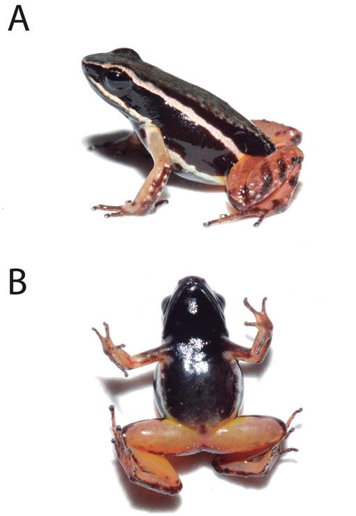 Full article: Elucidating the diel and seasonal calling behaviour of  Elachistocleis matogrosso (Anura: Microhylidae)