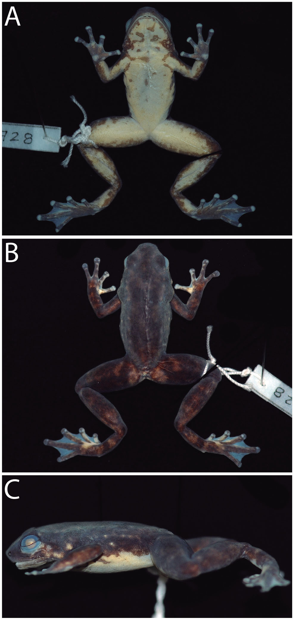 Phylogenetic Systematics of Dart-Poison Frogs and Their Relatives Revisited  (Anura: Dendrobatoidea)