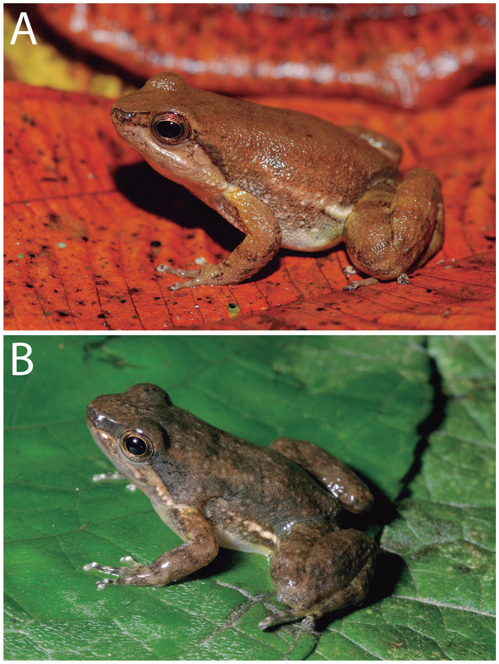 Phylogenetic Systematics of Dart-Poison Frogs and Their Relatives Revisited  (Anura: Dendrobatoidea)