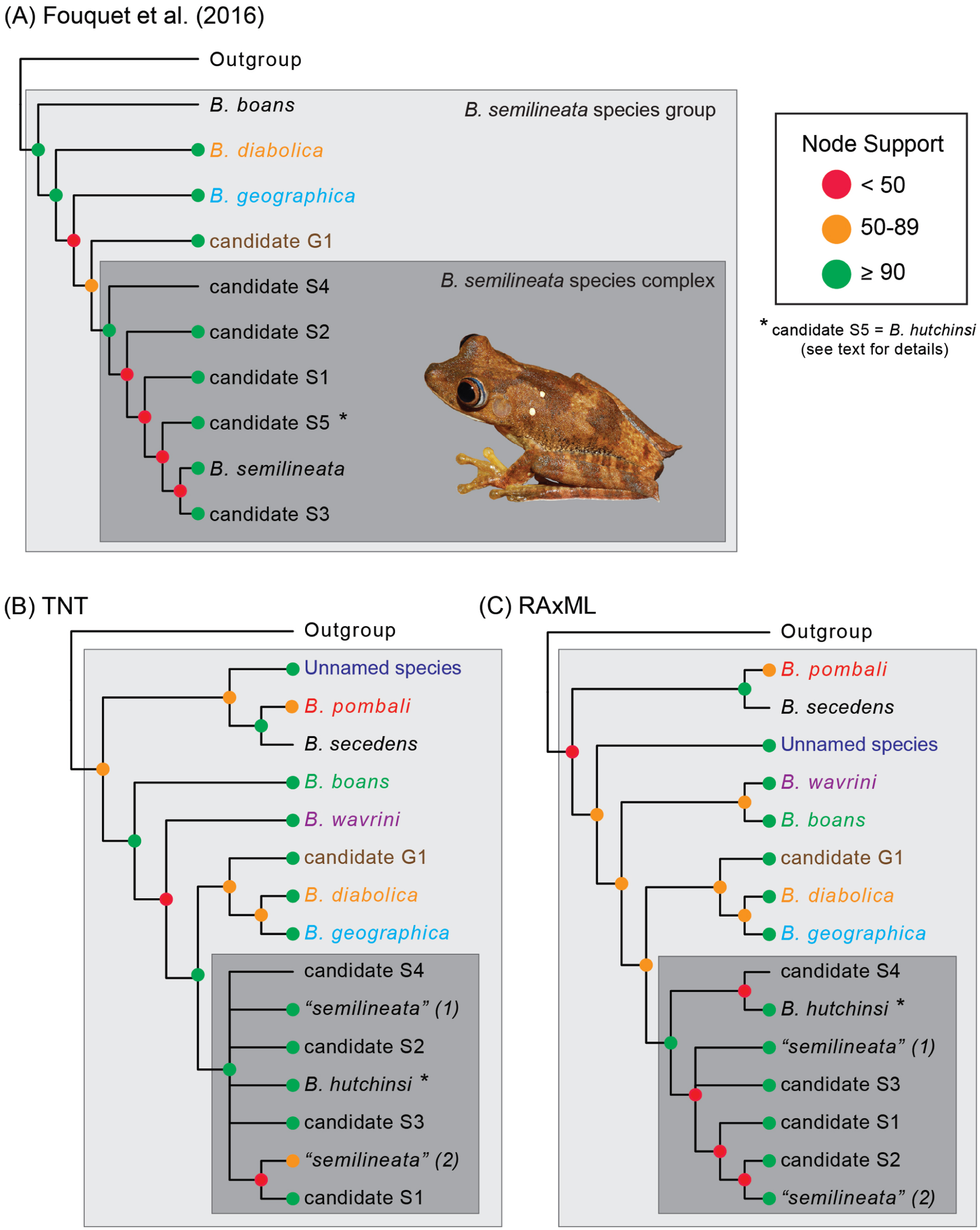 Phylogeny Of Map Tree Frogs Boana Semilineata Species Group With A New Amazonian Species Anura Hylidae