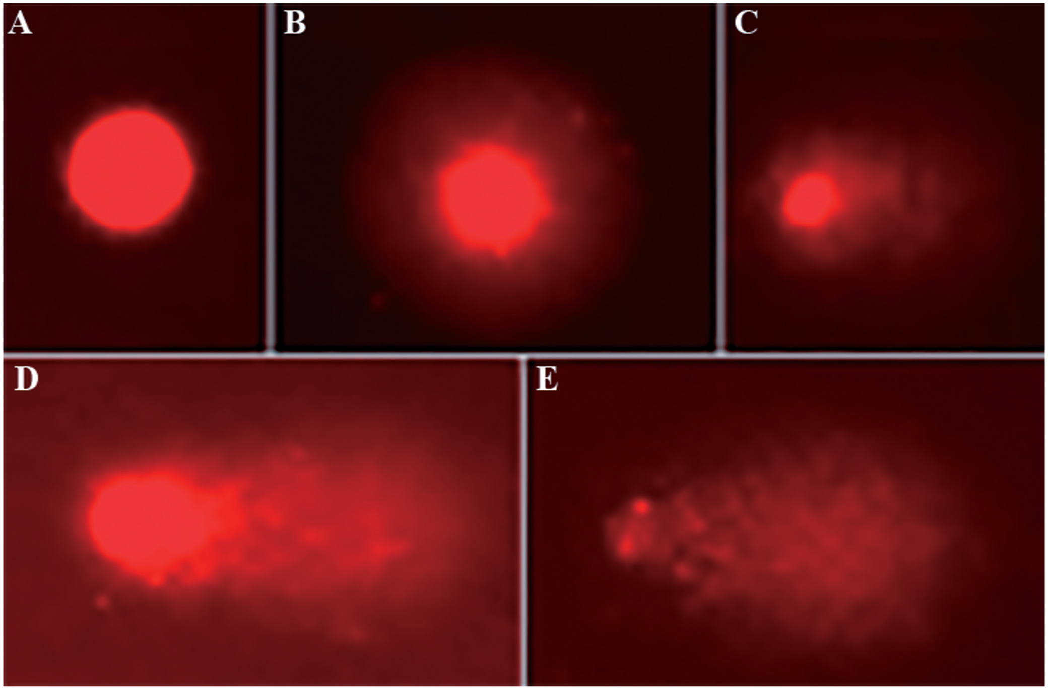 Evaluation Of Genotoxic And Mutagenic Effects Of Glyphosate Roundup Original In Dendropsophus Minutus Peters 1872 Tadpoles