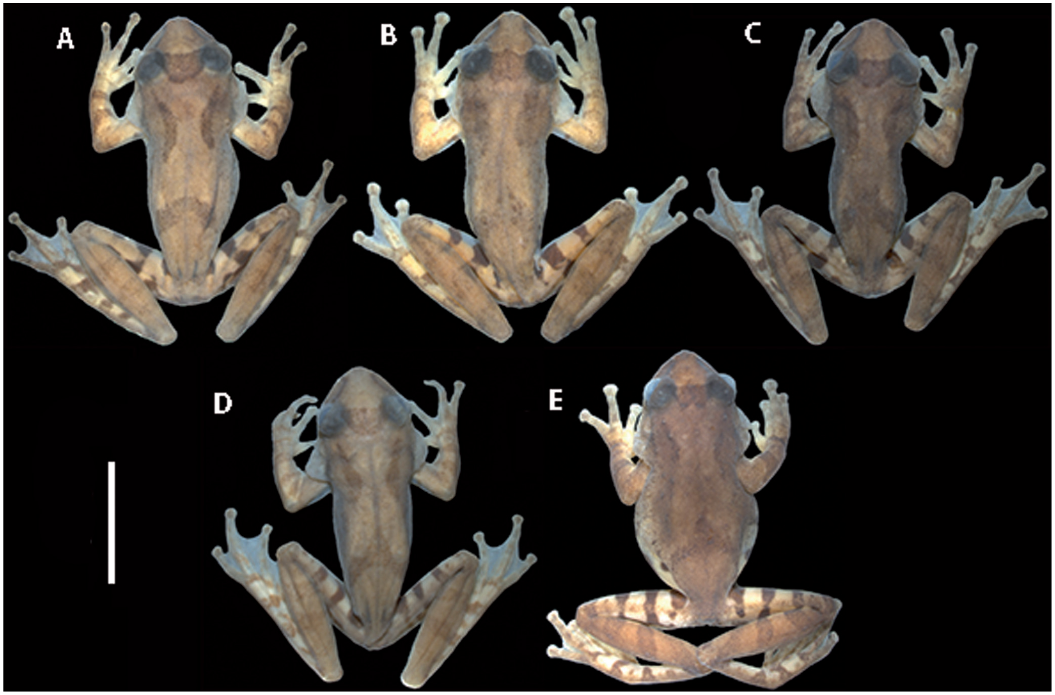 A New Species of the Scinax catharinae Group (Anura: Hylidae) from the ...