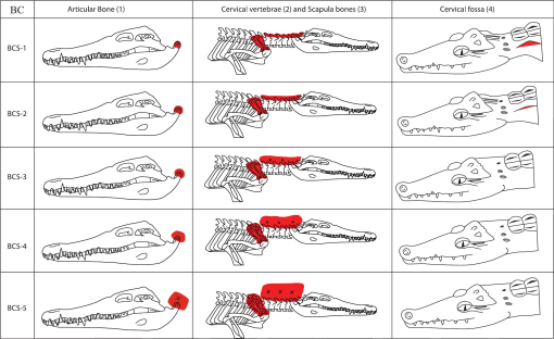 Is Your Reptile Pet at a Healthy Weight?, Reptile BCS