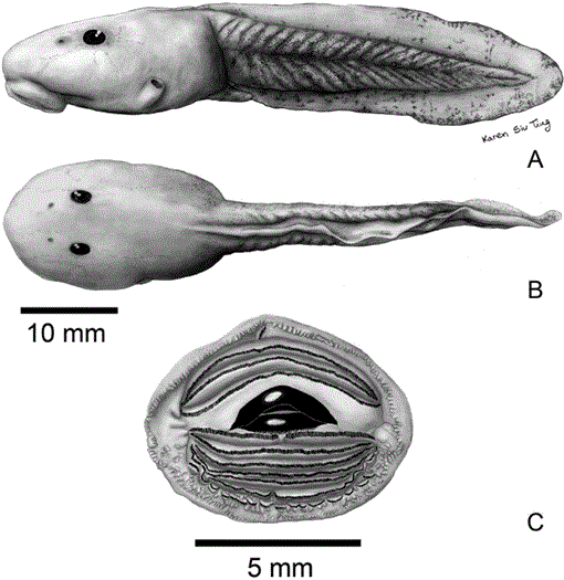 The Rheophilous Tadpole Of Telmatobius Atahualpai Wiens, 1993 (Anura:  Ceratophryidae)