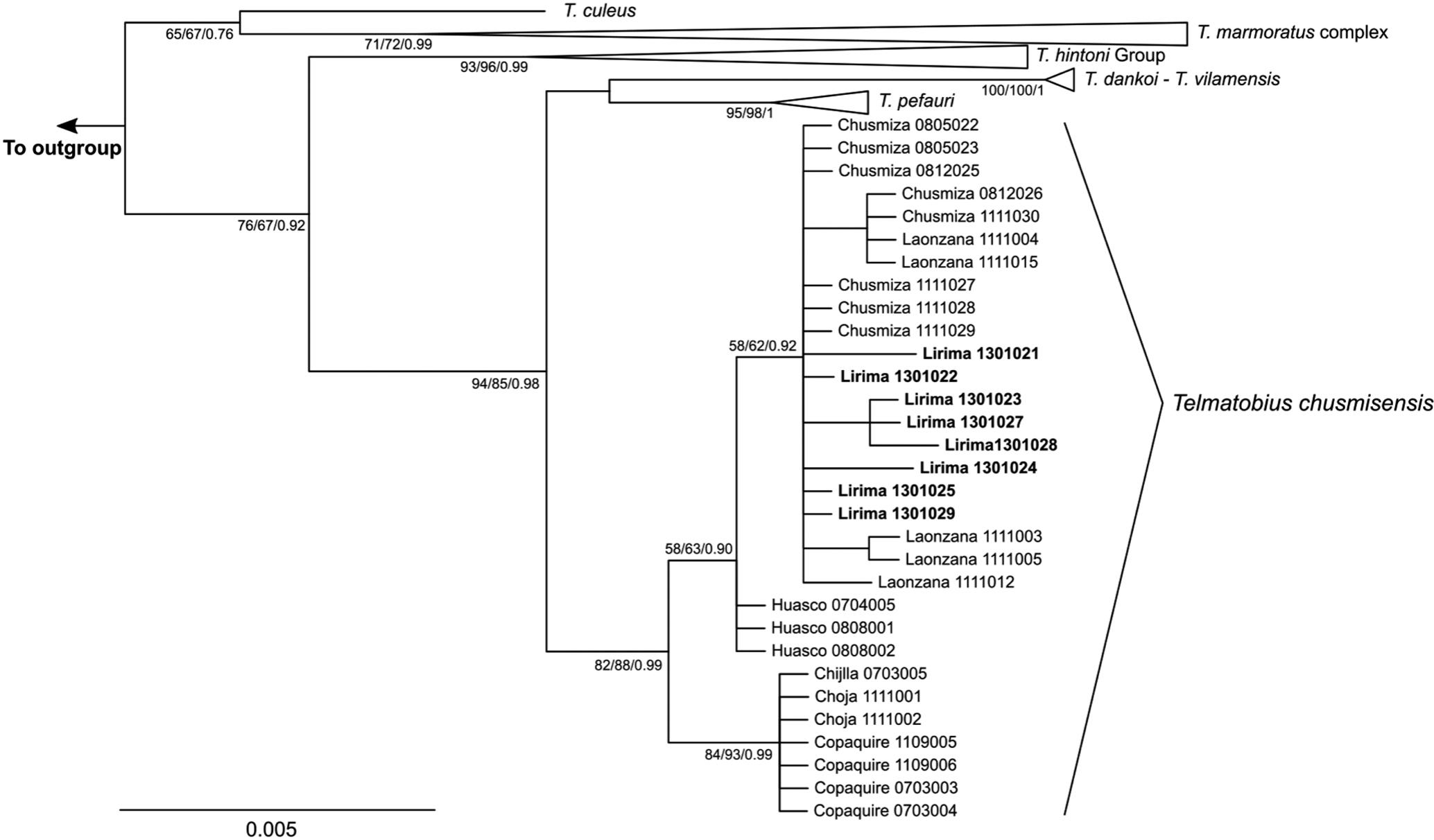 Phylogenetic relationships among Chilean-Bolivian Telmatobius