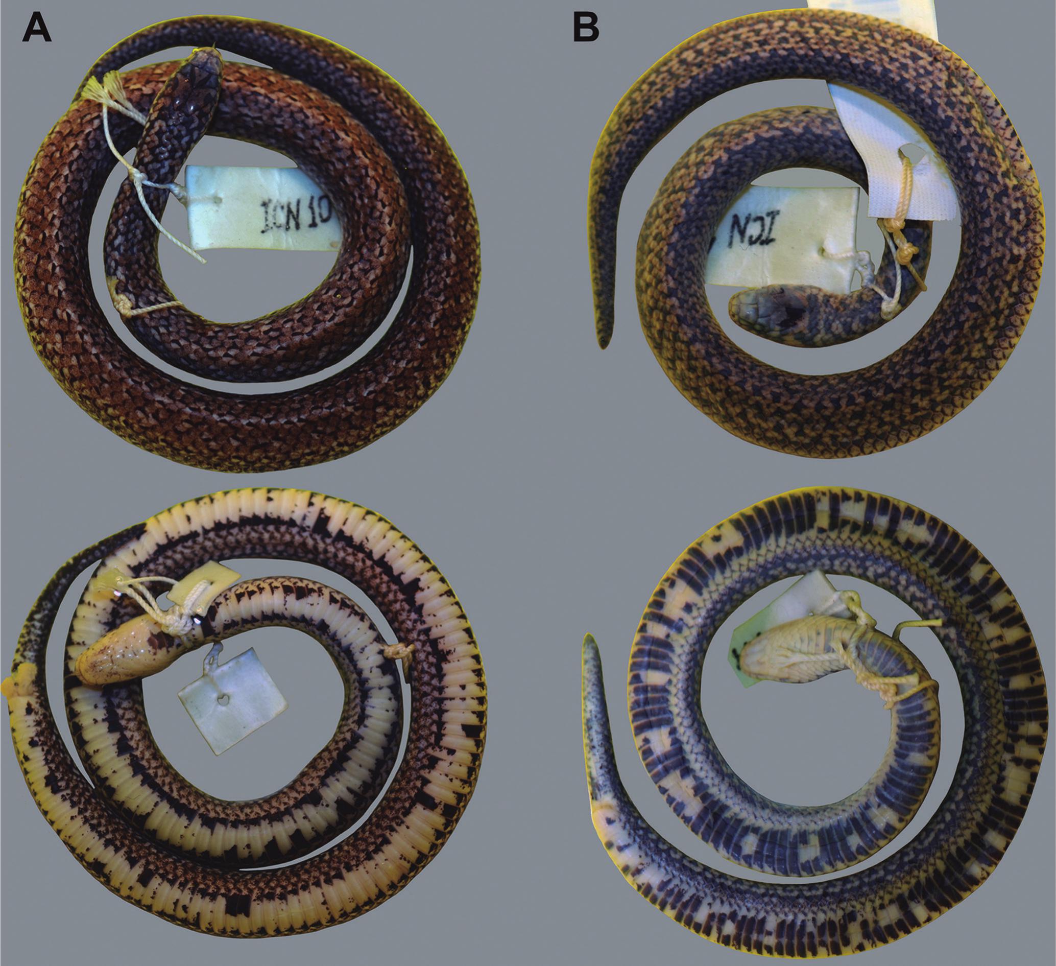 Taxonomy without borders: Revision of the genus Atractus (Serpentes ...