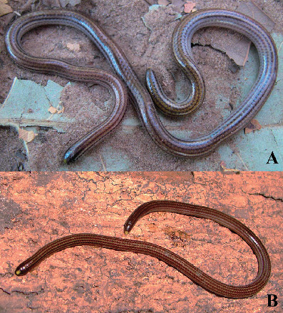 A New Species of Epictia (Serpentes: Leptotyphlopidae) from Central Brazil