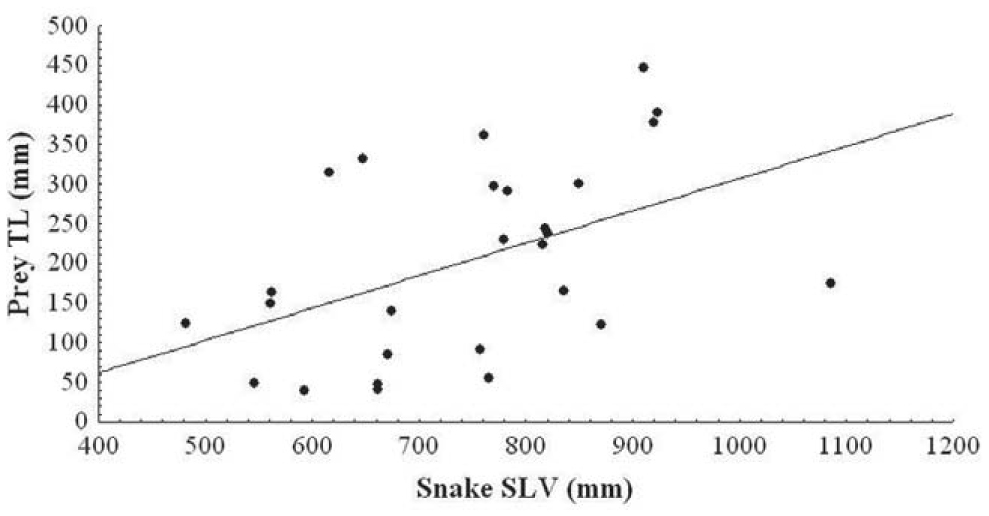 Feeding Biology of Boddaert's Tropical Racer, Mastigodryas boddaerti ...