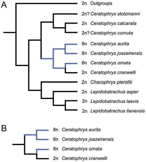 Big Bad And Beautiful Phylogenetic Relationships Of The Horned Frogs Anura Ceratophryidae