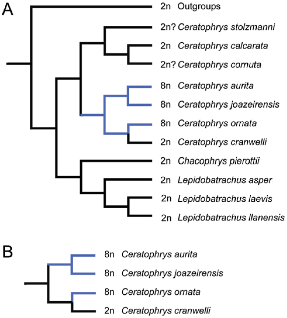Big Bad And Beautiful Phylogenetic Relationships Of The Horned Frogs Anura Ceratophryidae