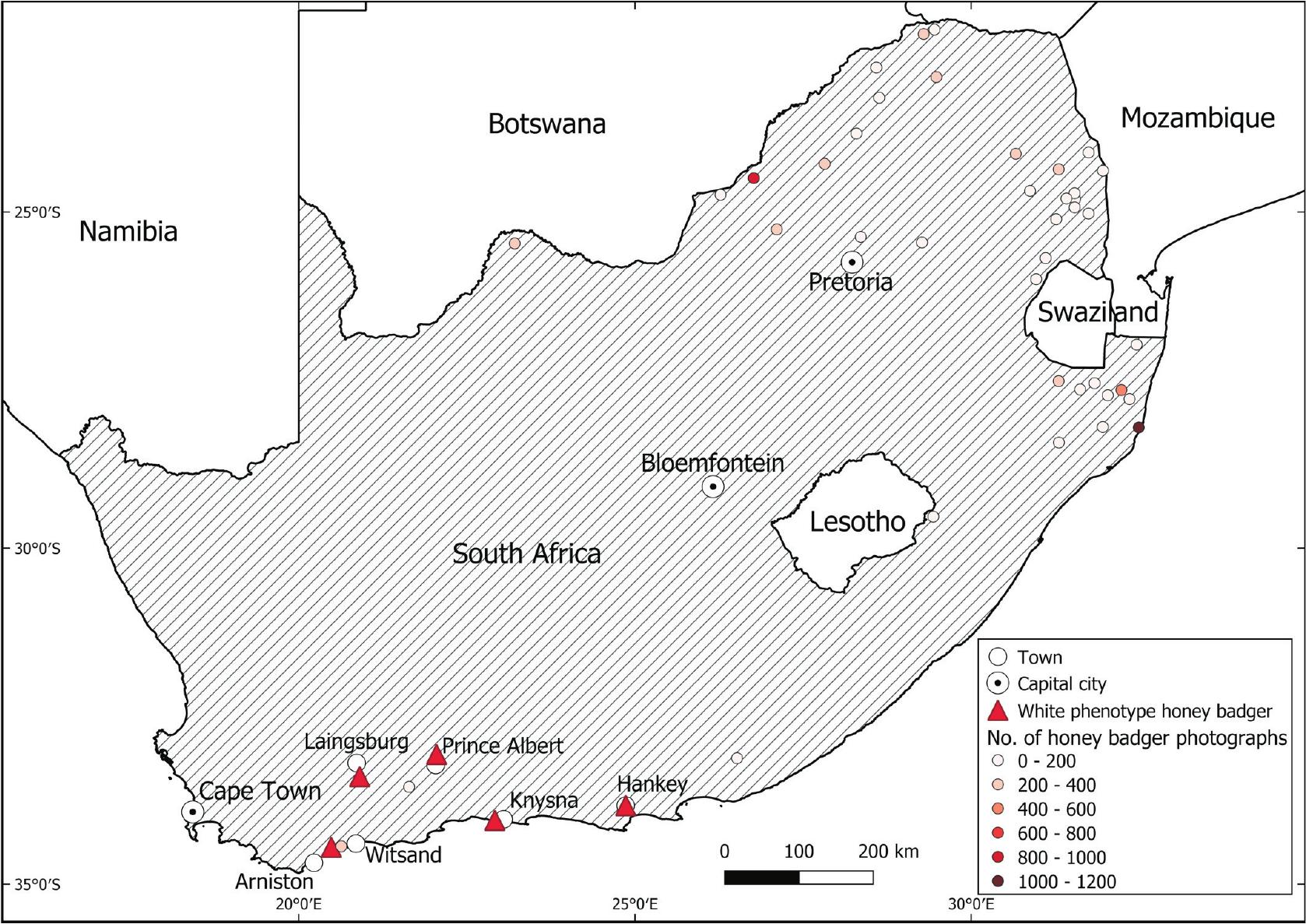 New Records of White Phenotype Honey Badgers (Mellivora capensis) from ...