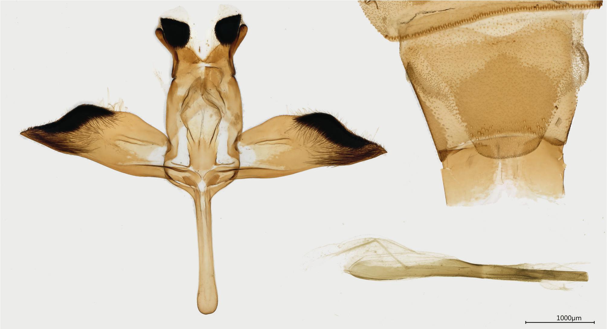 A new species of Afromelittia Gorbunov & Arita, 1997 (Lepidoptera:  Sesiidae: Melittiini) from The Gambia