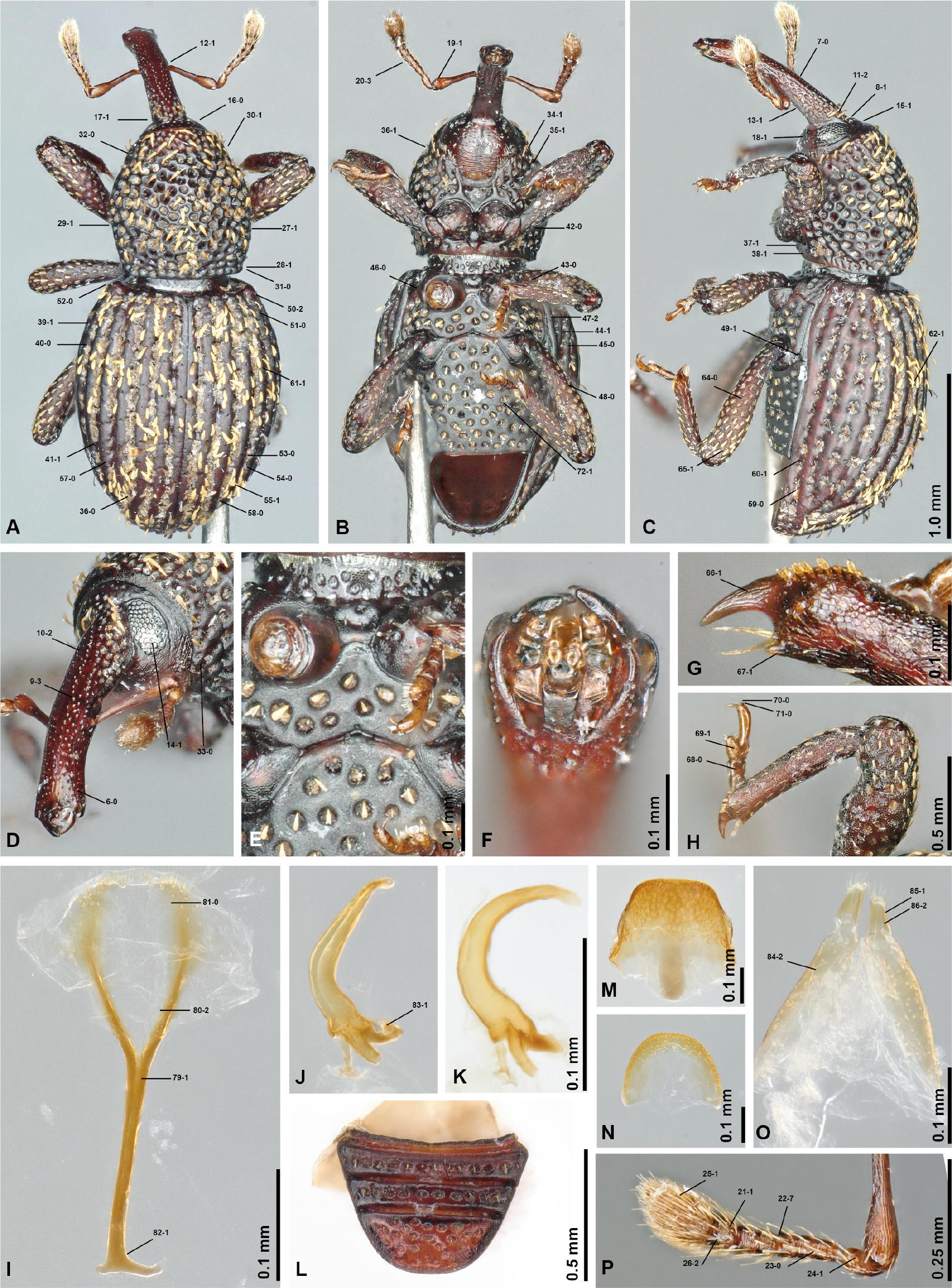 Curculionidae Identification Key