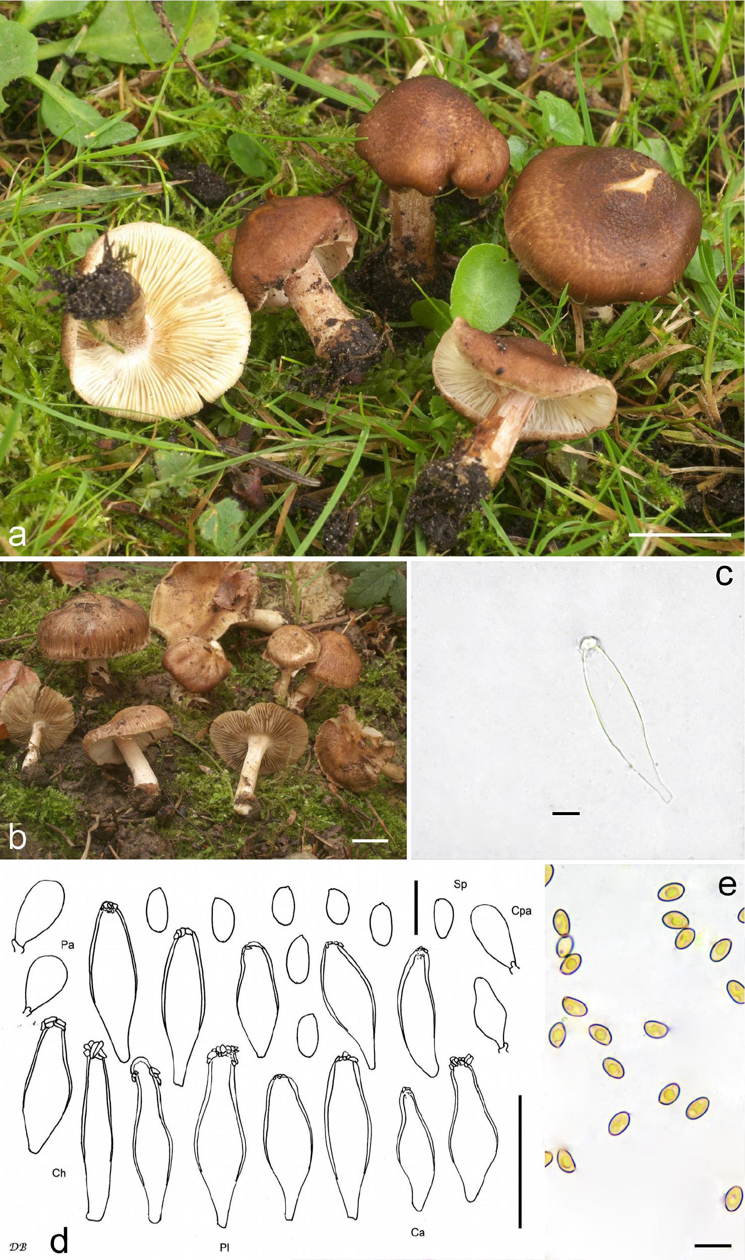 Three new smooth-spored species of Inocybe, two new epitypes, and