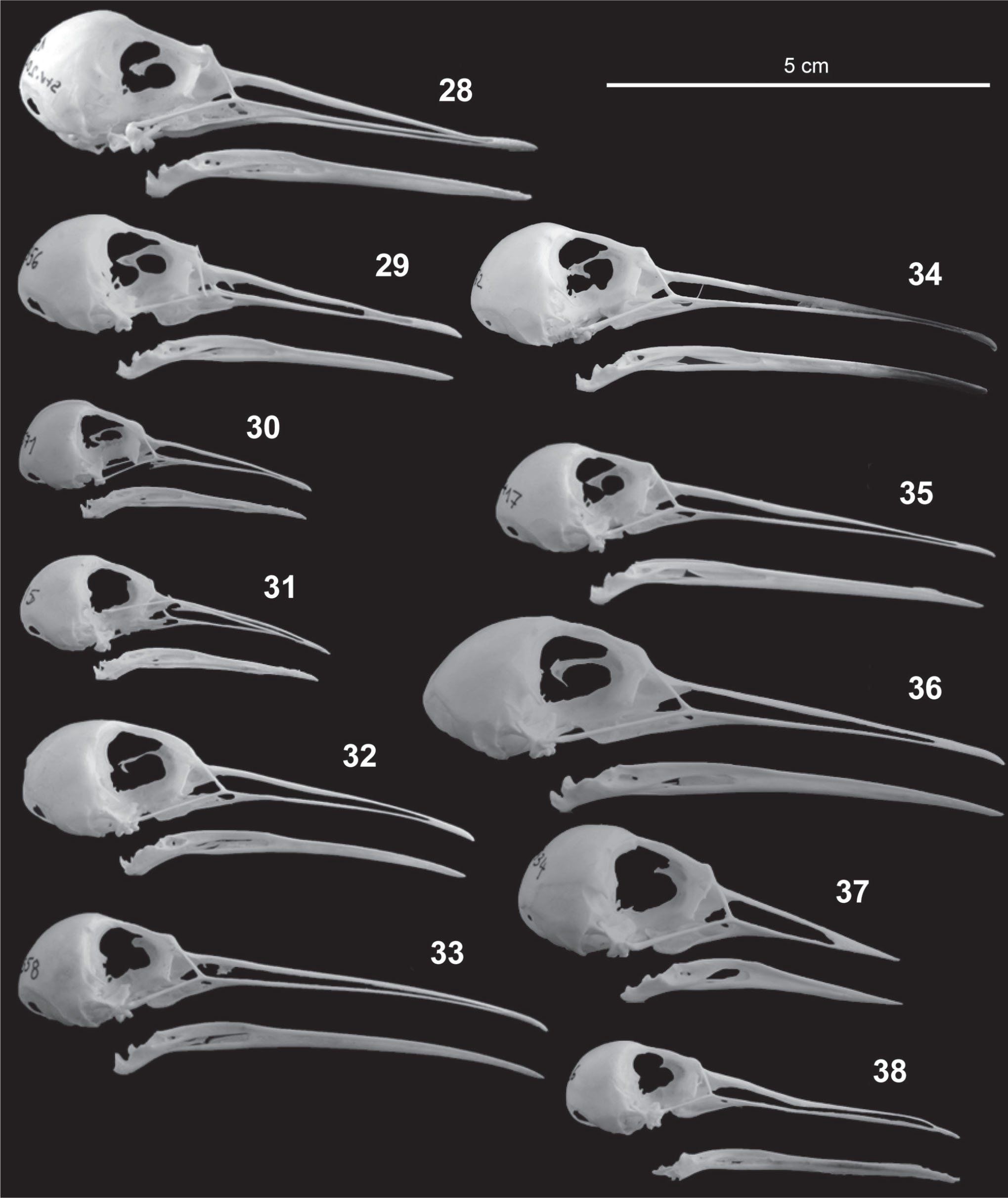 Skull identification key for Central European shorebirds (Aves