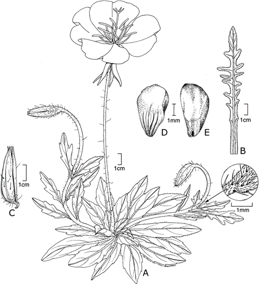 Systematics Of Oenothera Sections Contortae Eremia And Ravenia Onagraceae