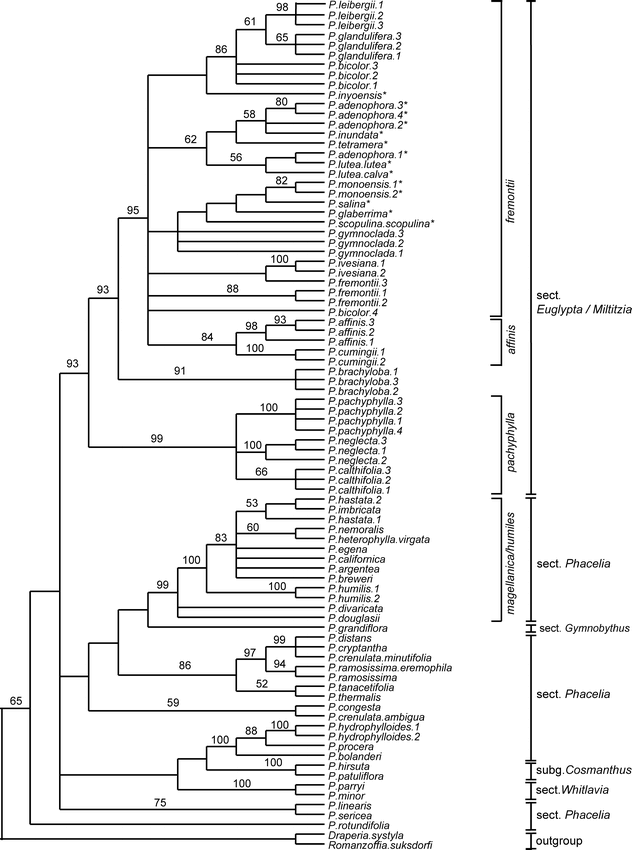 Phylogenetic Relationships within Phacelia subgenus Phacelia ...