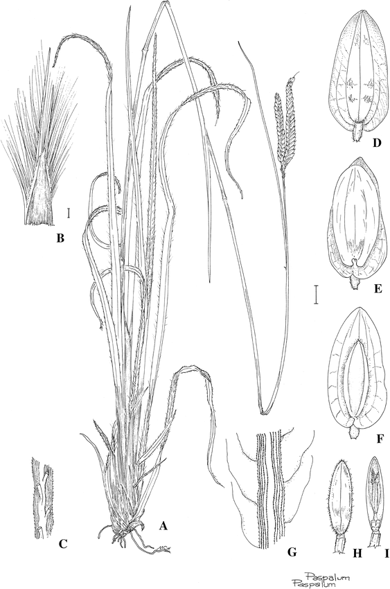 A New Species Of Paspalum (poaceae, Paniceae) From Central Brazil