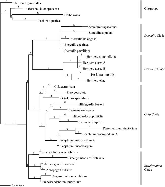 Phylogenetic Relationships within the Subfamily Sterculioideae ...