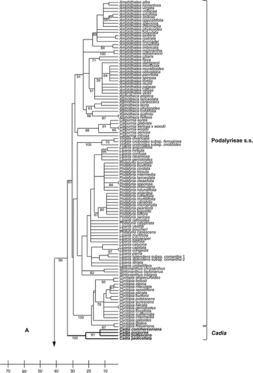 Systematic Position of the Anomalous Genus Cadia and the Phylogeny of ...