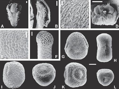 Fossil And Extant Western Hemisphere Boragineae And The Polyphyly Of Trigonotideae Riedl Boraginaceae Boraginoideae