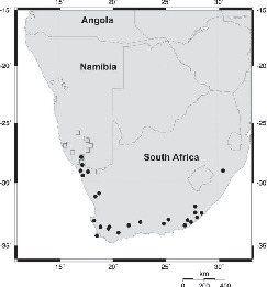 A New Species of Hydnora (Hydnoraceae) from Southern Africa