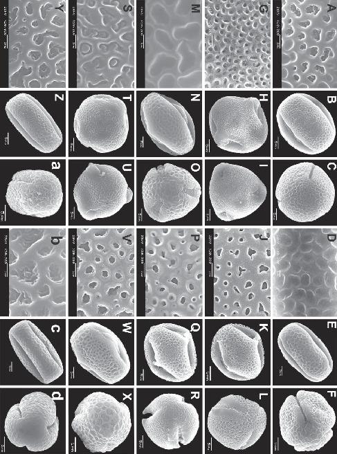 Pollen Diversity And Its Systematic Implications In Lespedeza Fabaceae