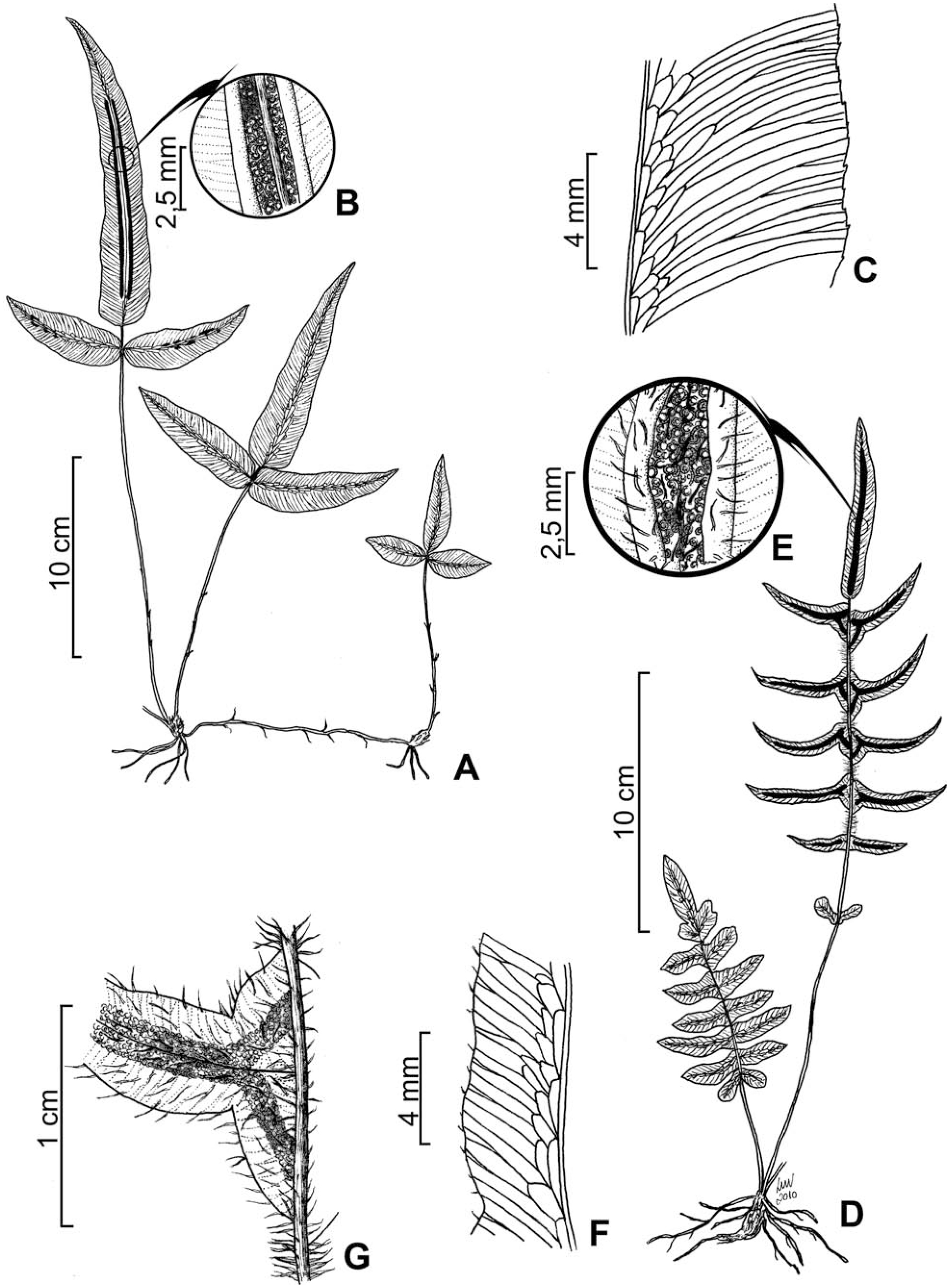 Two New Species of the Fern Genus Blechnum with Partially Anastomosing ...