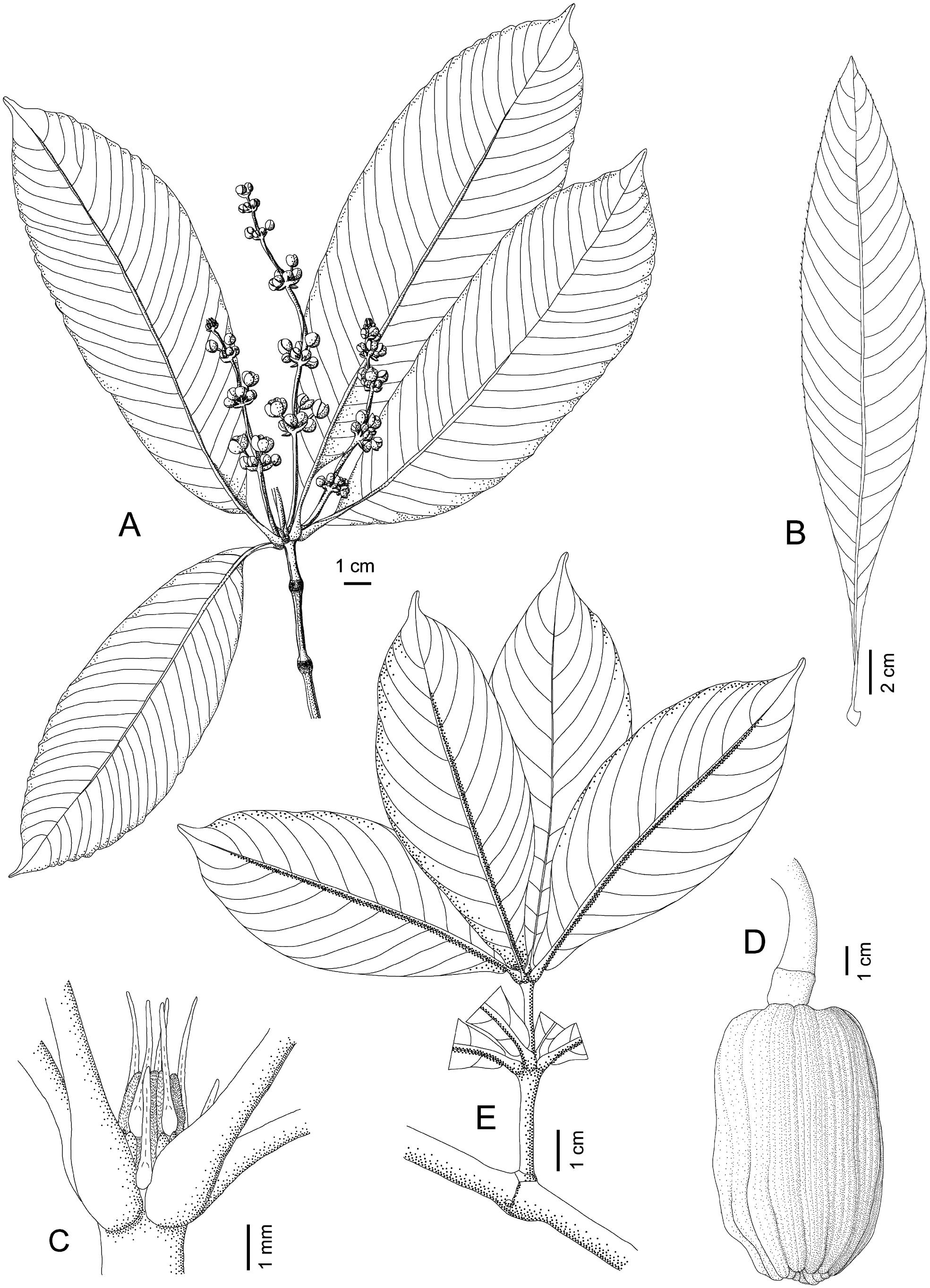 Taxonomic Revision Of The Neotropical Genus Lacunaria Quiinaceae