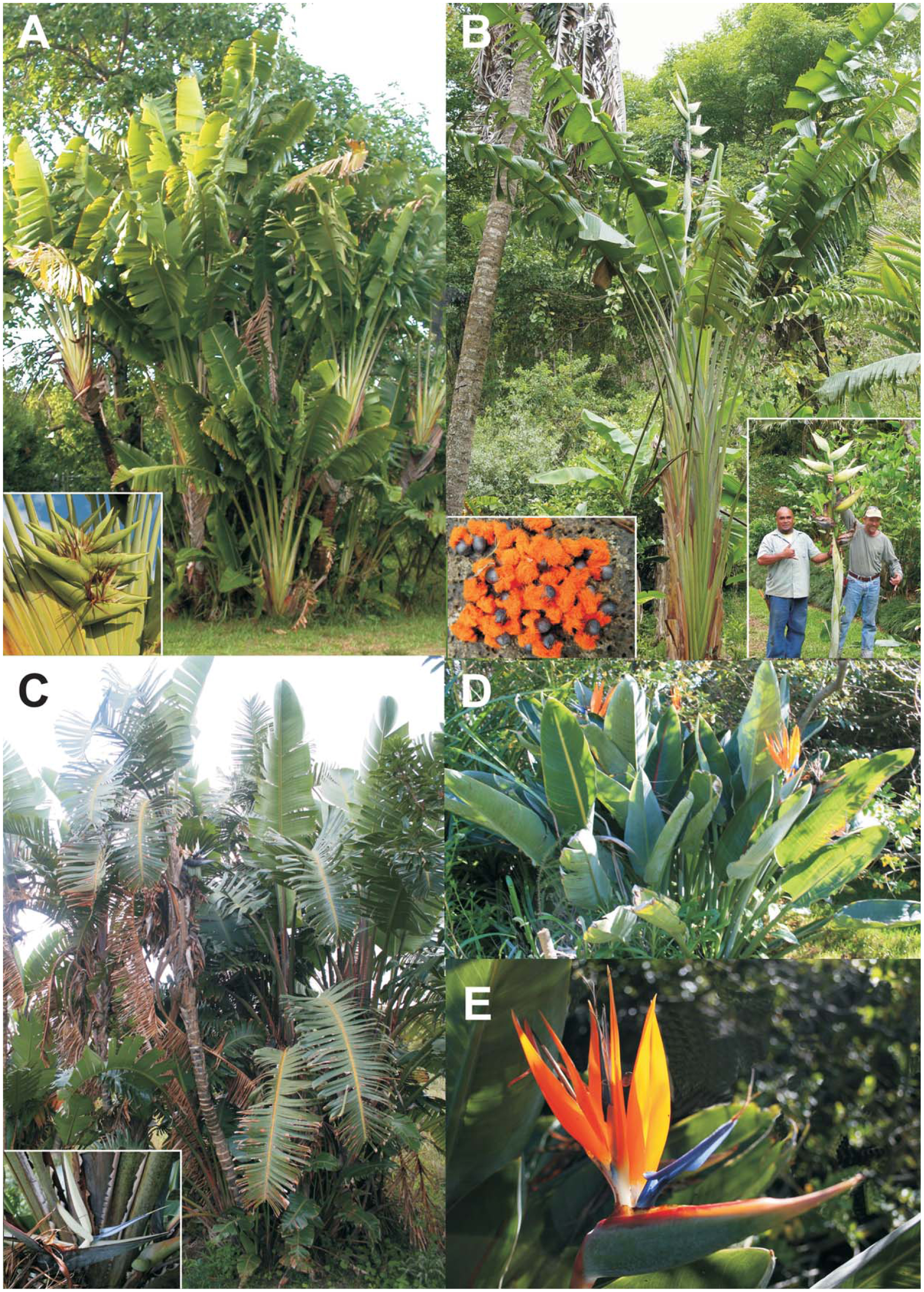 West African Plants - A Photo Guide - Ravenala madagascariensis Sonn.