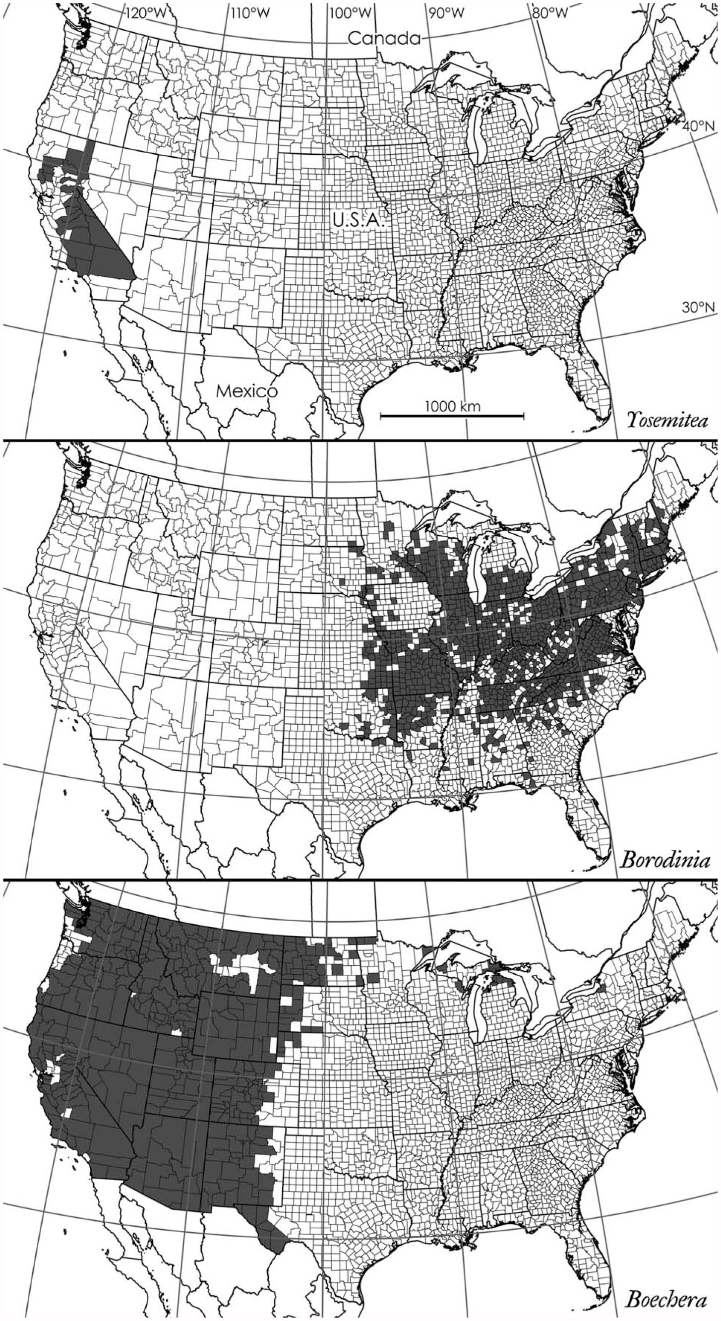 Molecular Phylogenetics And Taxonomy Of The Genus Boechera And Related ...